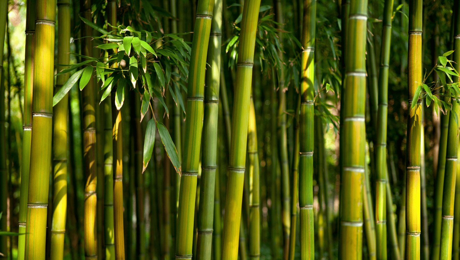bamboo-village-image