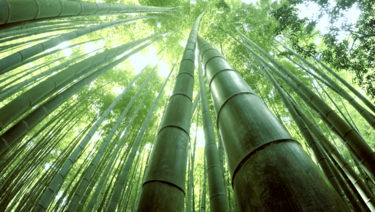 vietnam-bamboo-foundation-1