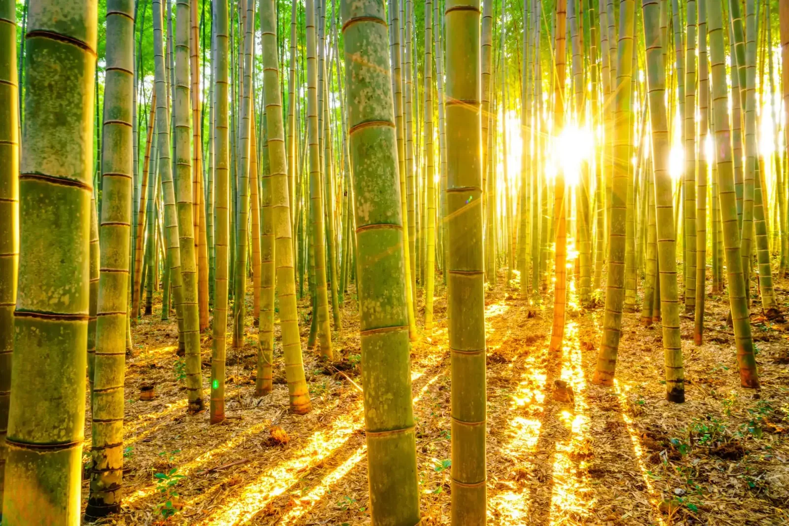bamboo-carbon