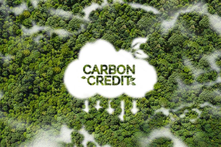 carbon-credit-bamboo