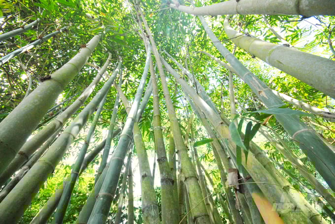 cay-tre-bien-doi-khi-hau