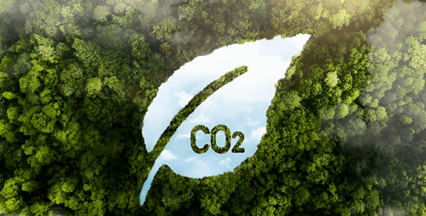 giam-phat-thai-carbon-bamboo-foundation