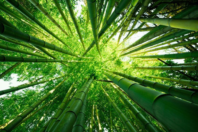 vietnam-bamboo-foundation