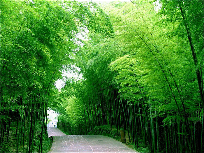 bamboo-city-thanh-pho-tre