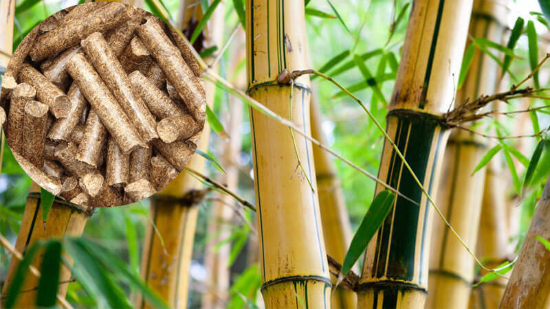 nguyen-lieu-sinh-hoc-tu-tre-bamboo-foundation