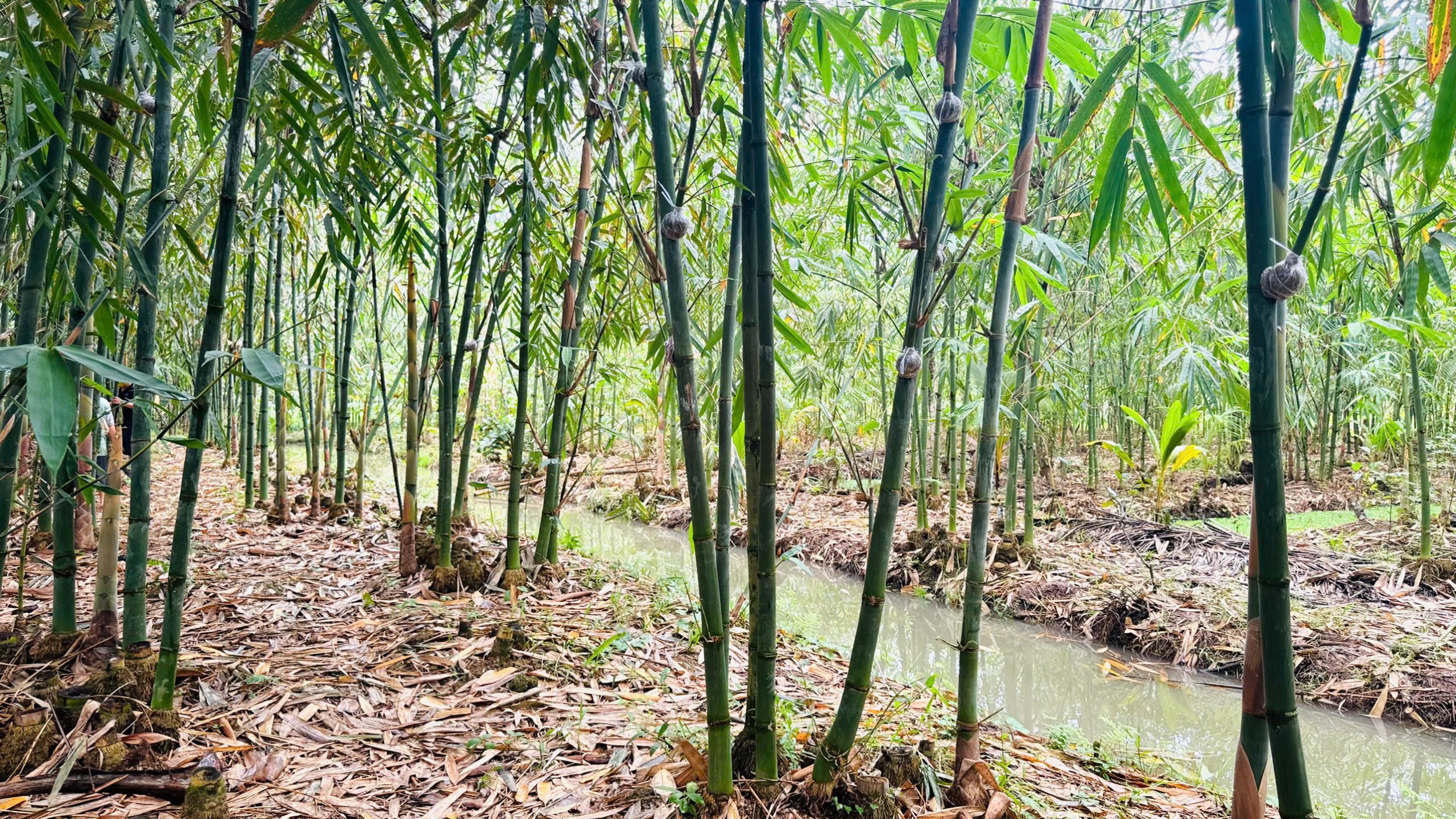 bamboo-foundation