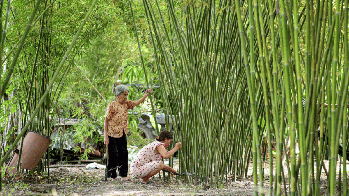 Nghề từ lũy tre làng - Vietnam Bamboo Foundation