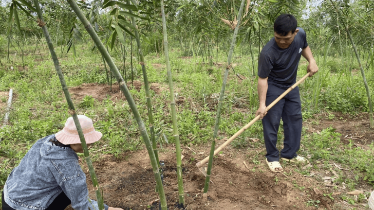 Ảnh đại diện Webb 1200 x 675 (28)