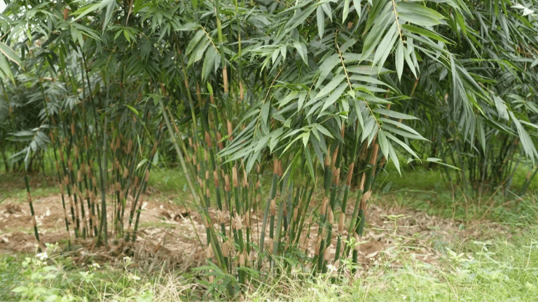 Ảnh đại diện Webb 1200 x 675 - 2026-01-28T145523