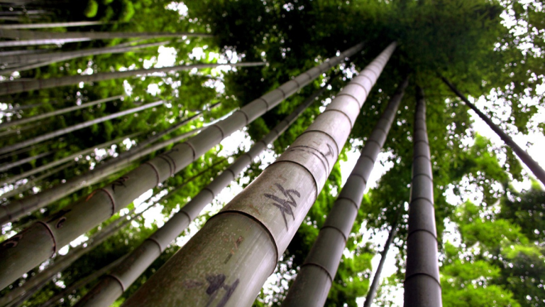 ảnh đại diện Web (6)