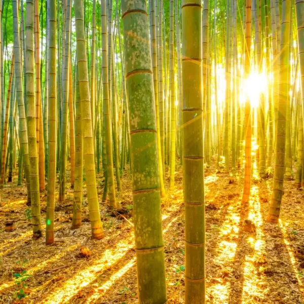 bamboo-carbon