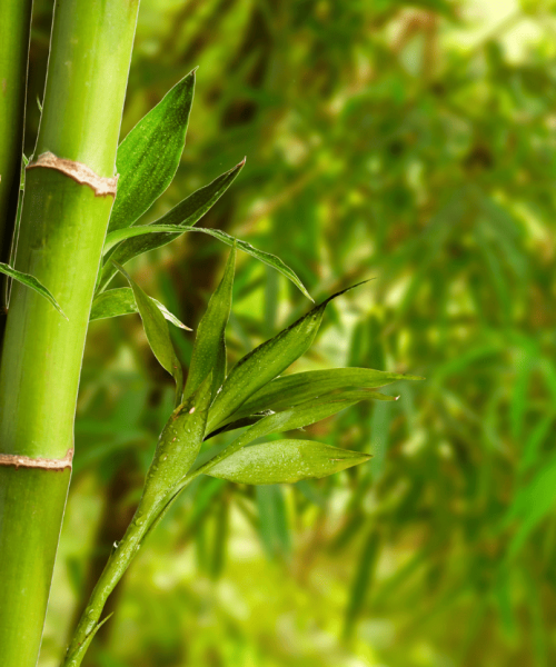 bamboo-village-4