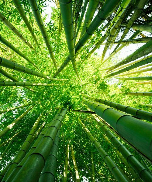 vietnam-bamboo-foundation